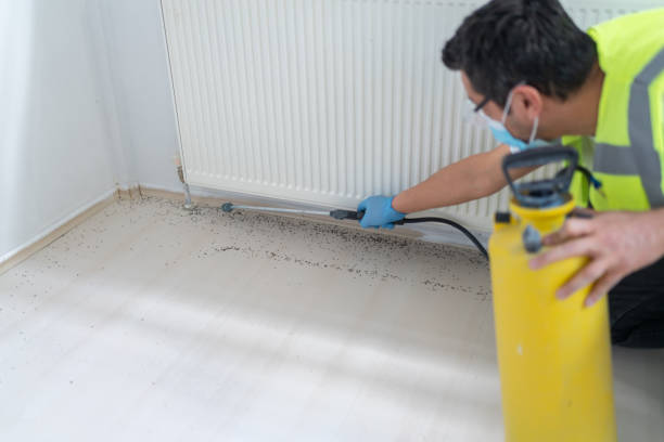 Best Flea Control Services  in Clinton, UT